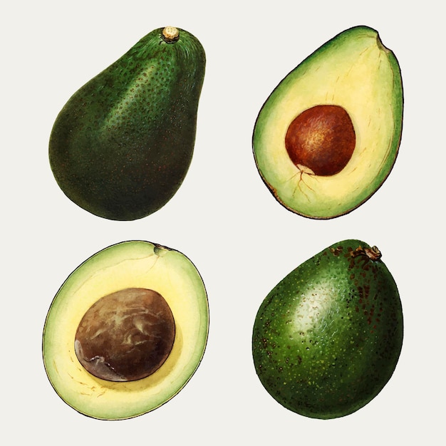 Vettore gratuito set di avocado fresco naturale disegnato a mano