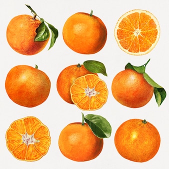 Hand drawn natural fresh oranges set