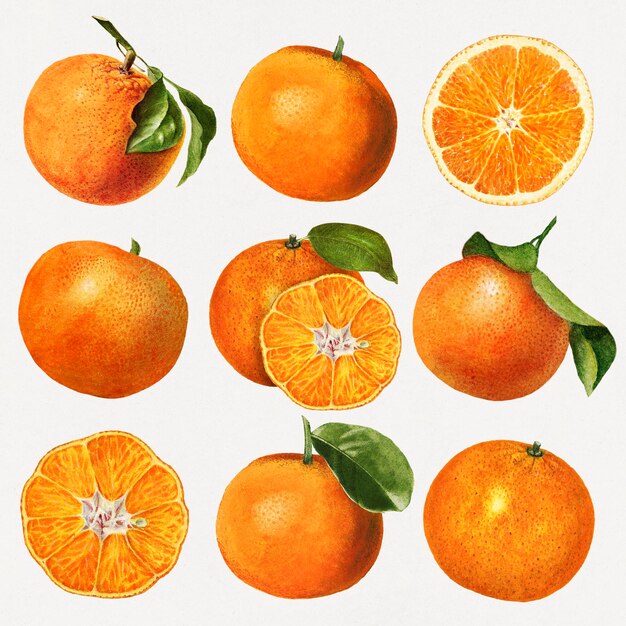 手描きのナチュラルフレッシュオレンジセット