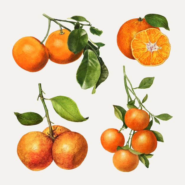 Hand drawn natural fresh oranges set