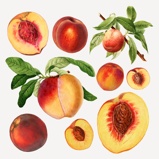 Ручной обращается натуральные свежие персики