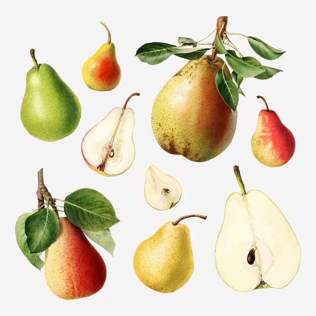 Hand drawn natural fresh pear set