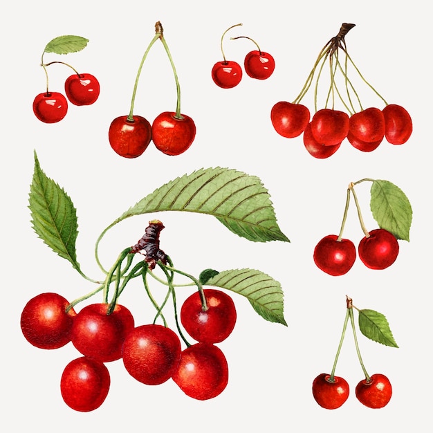 Набор рисованной натуральной свежей красной вишни