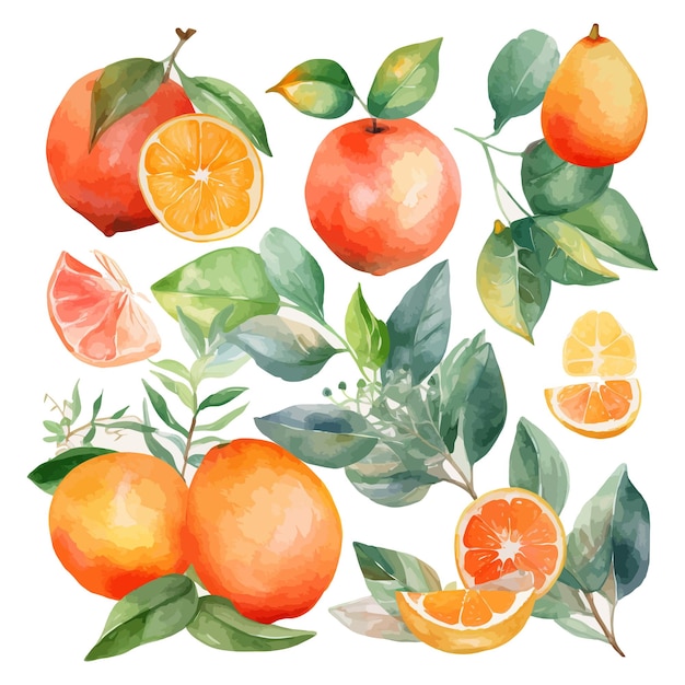 Hand drawn natural fresh watercolor oranges clipart
