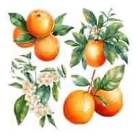 Free vector hand drawn natural fresh watercolor oranges clipart