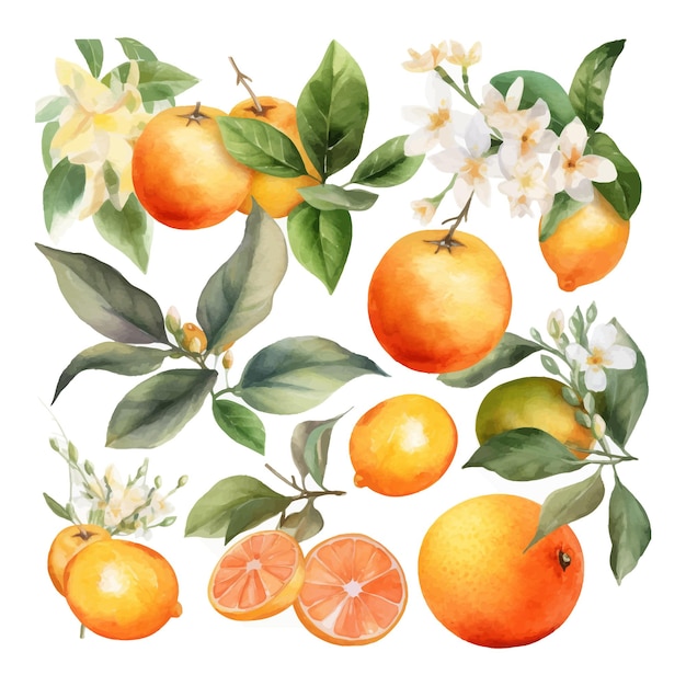 Hand drawn natural fresh watercolor oranges clipart