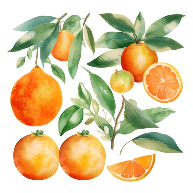 Free vector hand drawn natural fresh watercolor oranges clipart