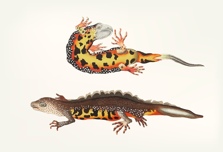 Free Vector hand drawn of newt