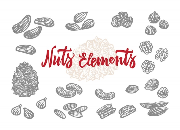 Free vector hand drawn nuts elements set