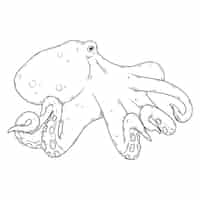 Free vector hand drawn octopus drawing illustration