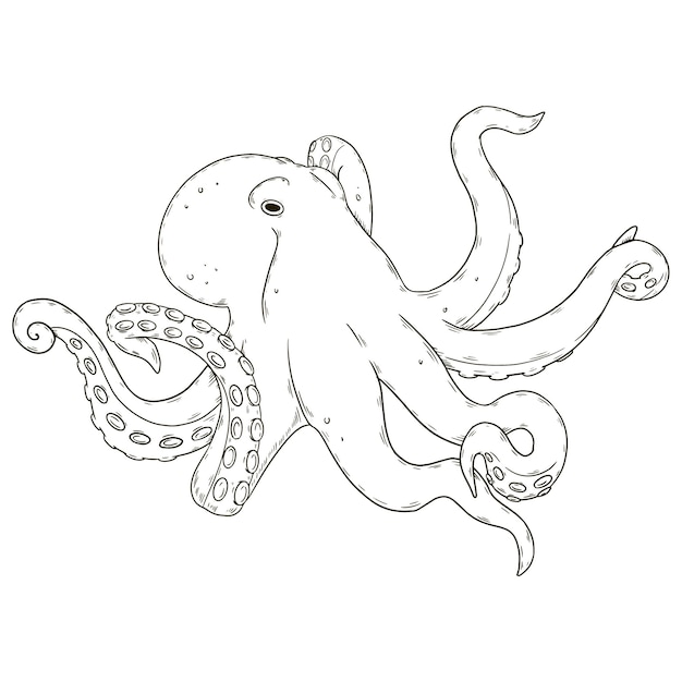 Free vector hand drawn octopus drawing illustration