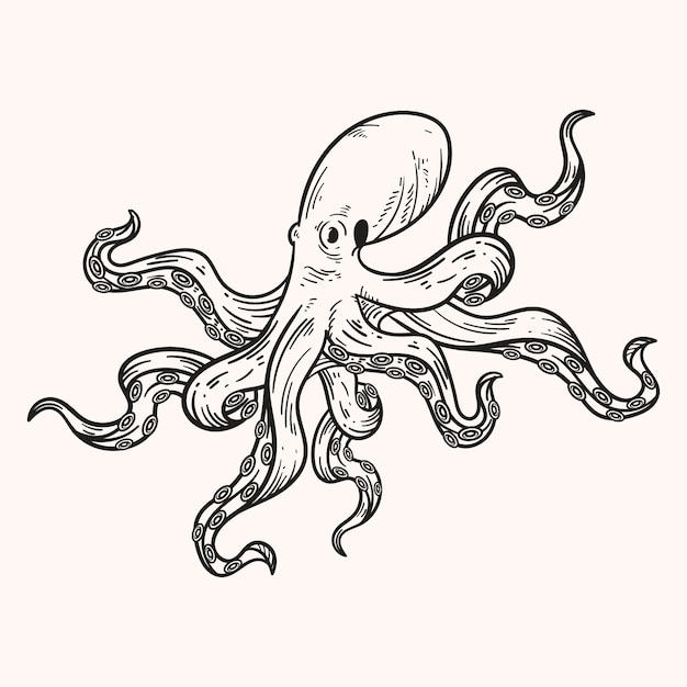 Hand drawn octopus drawing illustration