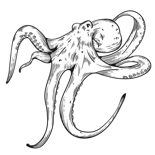 Hand drawn octopus drawing illustration