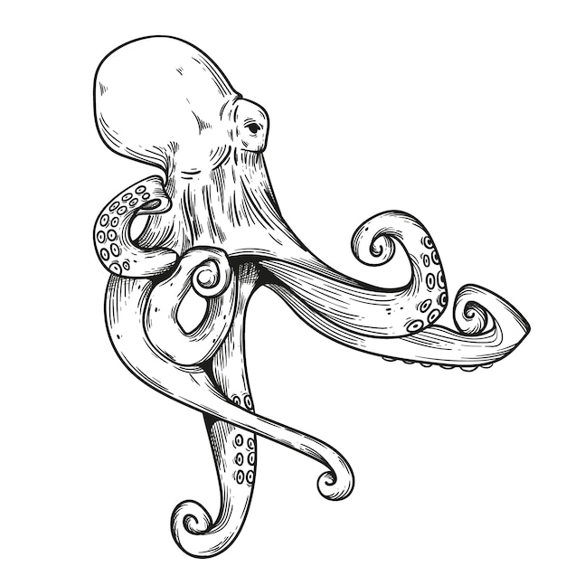 Free vector hand drawn octopus drawing illustration