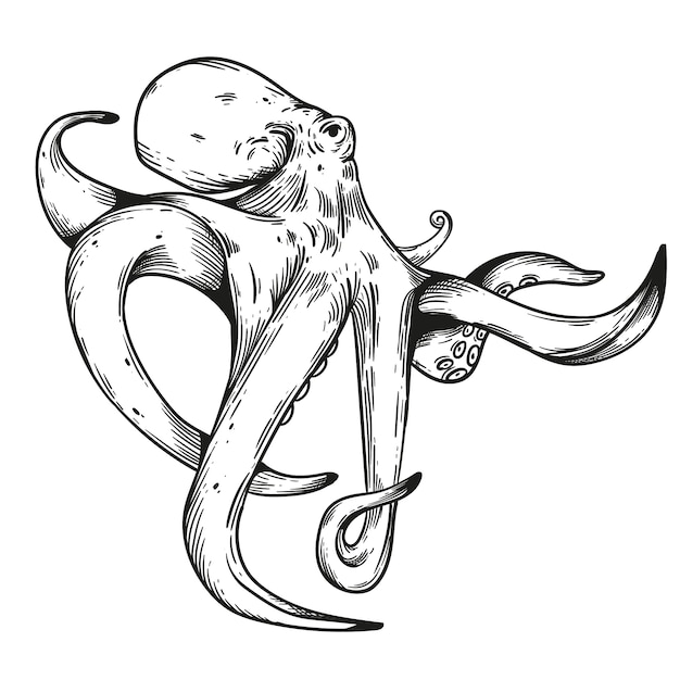 Hand drawn octopus drawing illustration