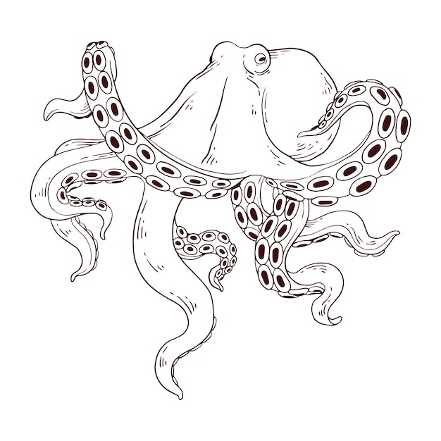 Hand drawn octopus drawing illustration