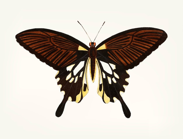 무료 벡터 꼬리 날개를 가진 검은 나비의 손으로 그린
