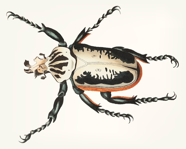Бесплатное векторное изображение Рукоятка вилка возглавляемого жука