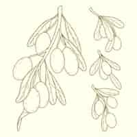 Free vector hand drawn olive branch drawing illustration