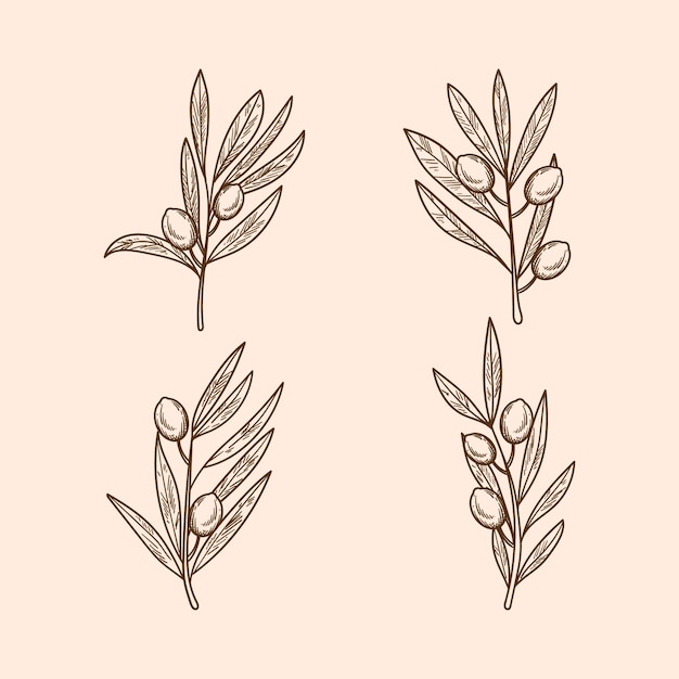 Free vector hand drawn olive branch outline illustration