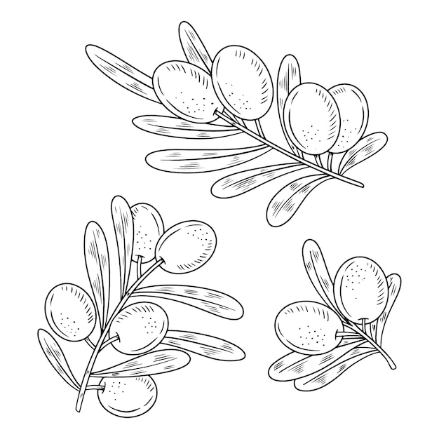 Free vector hand drawn olive branch outline illustration