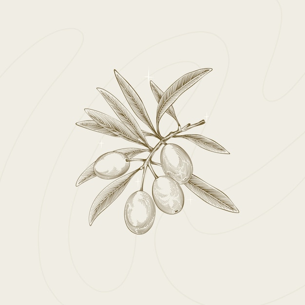 Hand drawn  olive branch outline illustration