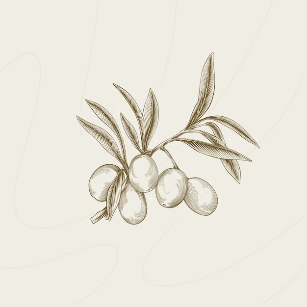 Free vector hand drawn  olive branch outline illustration