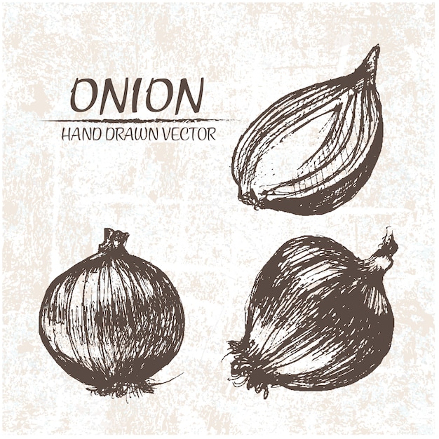 Free vector hand drawn onion design