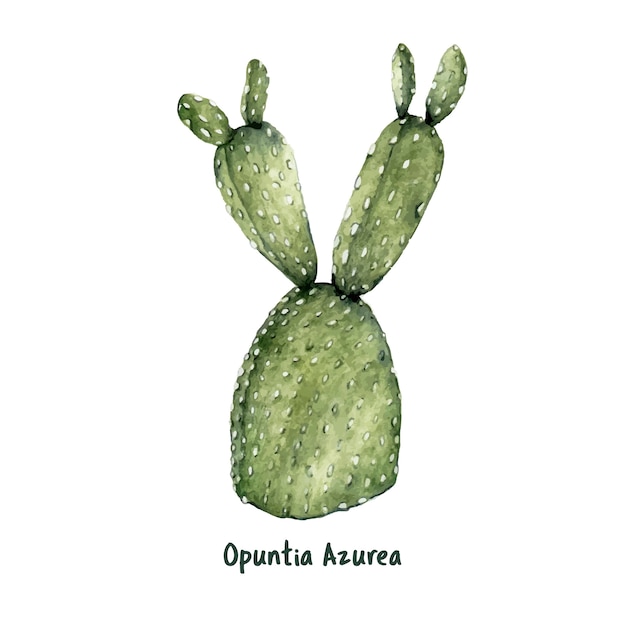 무료 벡터 손으로 그린 opuntia azurea 보라색 가시 배