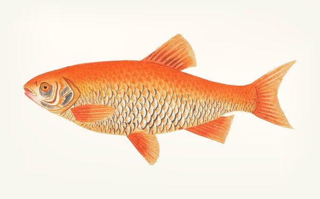 Ручная работа Orange Carp