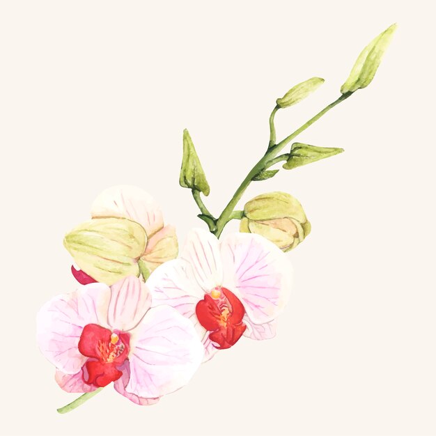 Hand drawn orchid flower isolated