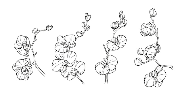 Бесплатное векторное изображение Нарисованная рукой иллюстрация орхидеи