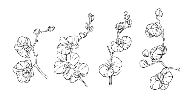 Free vector hand drawn orchid  illustration