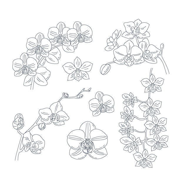 Free vector hand drawn orchid  illustration