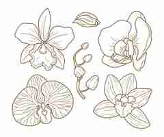 Free vector hand drawn orchid  illustration