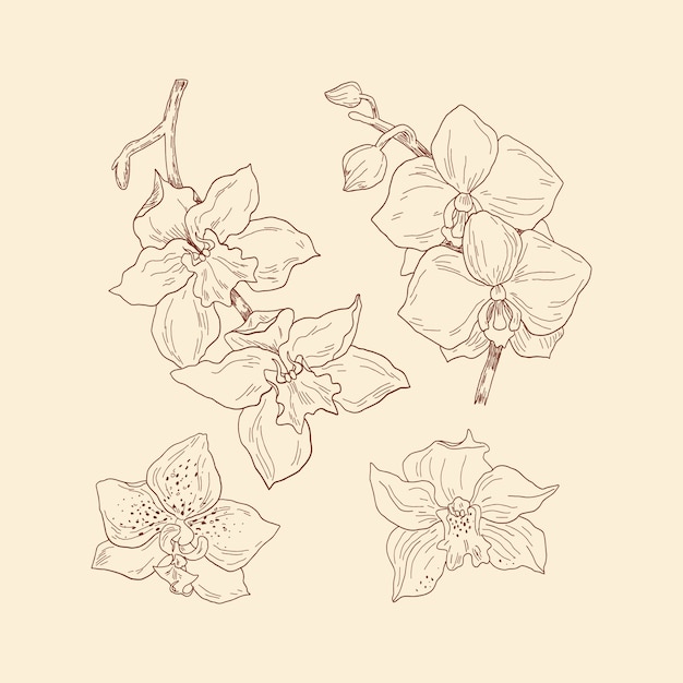 Hand drawn orchid  illustration