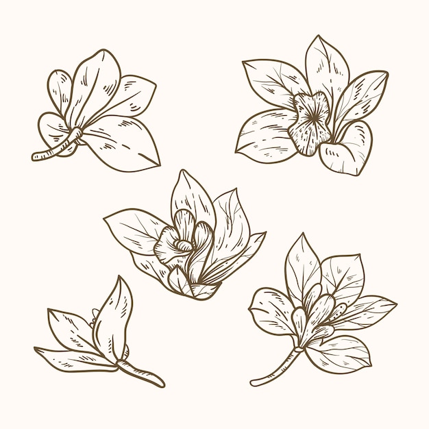 Hand drawn orchid outline illustration