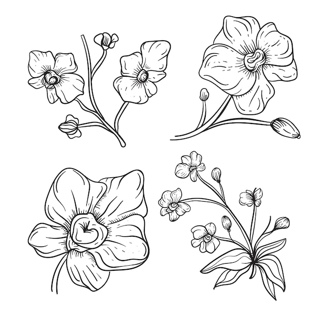 Hand drawn orchid outline illustration