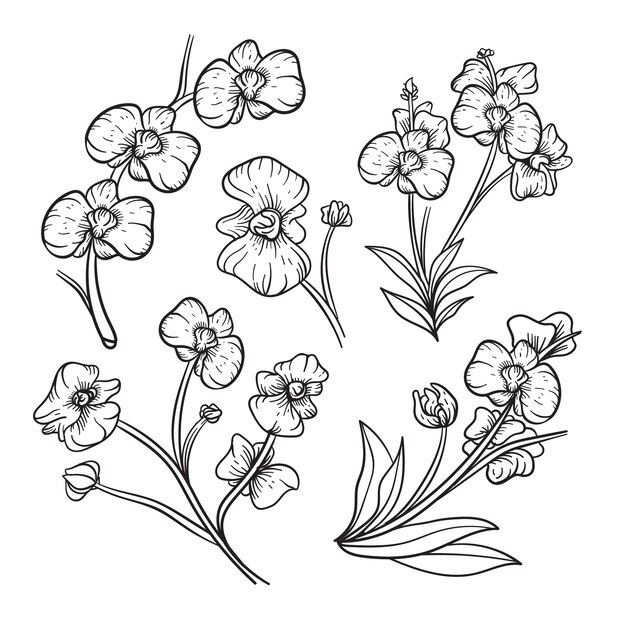 Hand drawn orchid outline illustration