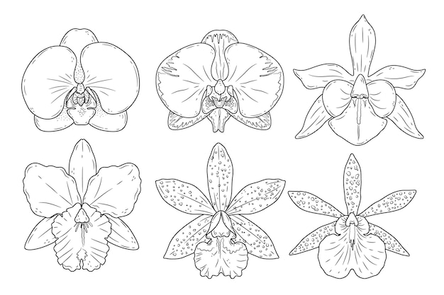 Illustrazione disegnata a mano del profilo dell'orchidea