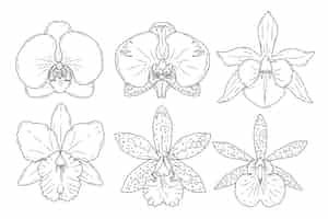 Vettore gratuito illustrazione disegnata a mano del profilo dell'orchidea