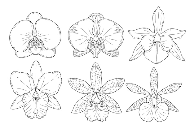 Hand drawn orchid outline  illustration