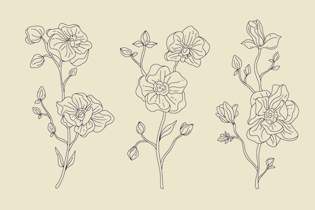 無料ベクター 手描きの蘭の概要図