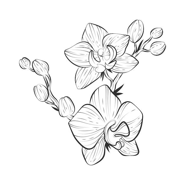 Hand drawn orchid outline illustration