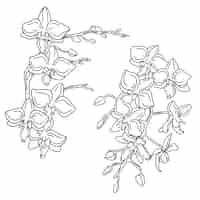 Free vector hand drawn orchid outline illustration