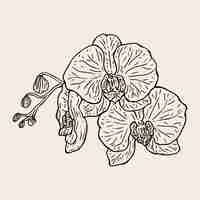 Free vector hand drawn orchid outline illustration