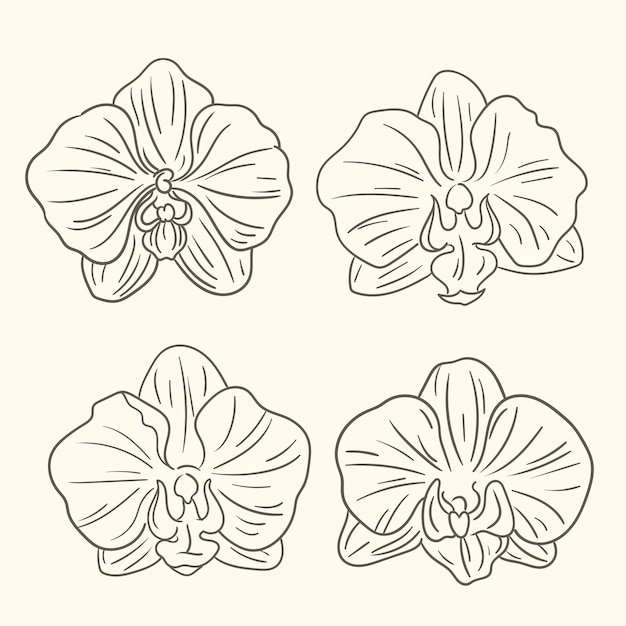 Hand drawn orchid outline illustration