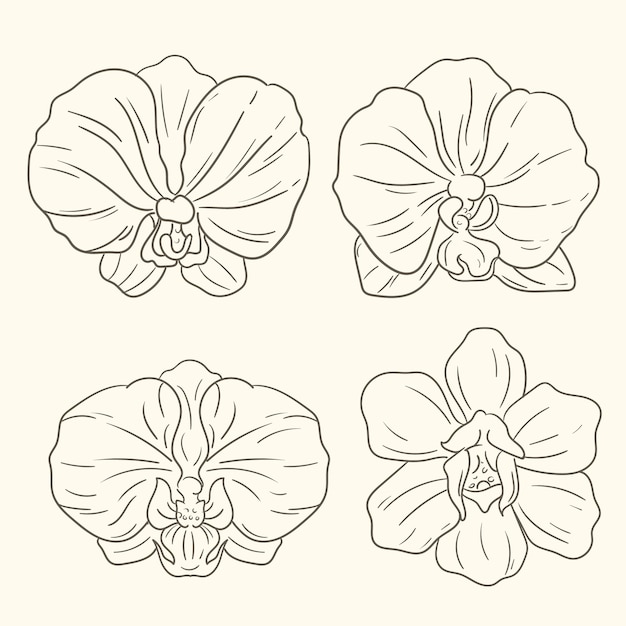 Hand drawn orchid outline illustration