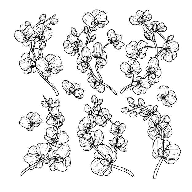 Free vector hand drawn orchid outline illustration
