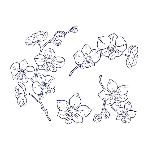 Hand drawn orchid outline illustration